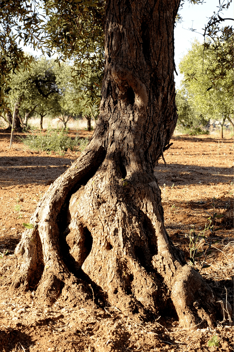 azienda agricola fratelli licari ulivo tronco